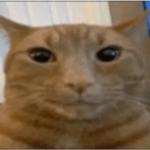 Gato encarando a câmera (meme).