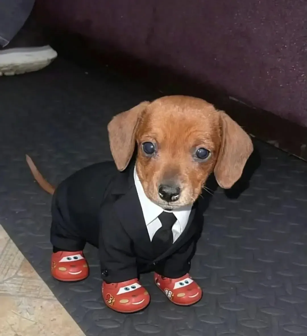 Cachorro dachshund vestido com terno, gravata e usando sapatos do Mickey Mouse, sentado no chão.